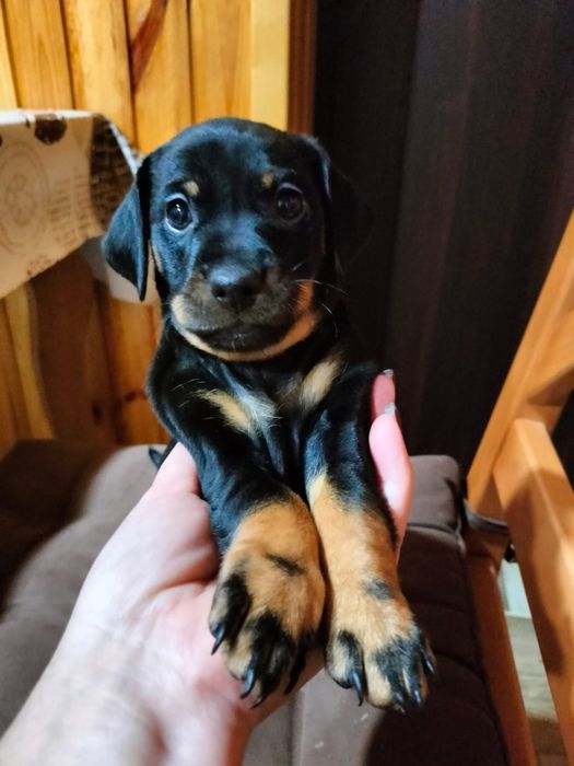 Маленькі собачата дворової породи до 10кг