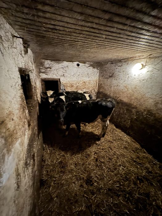 Jalowki HF 9-12 miesiecy