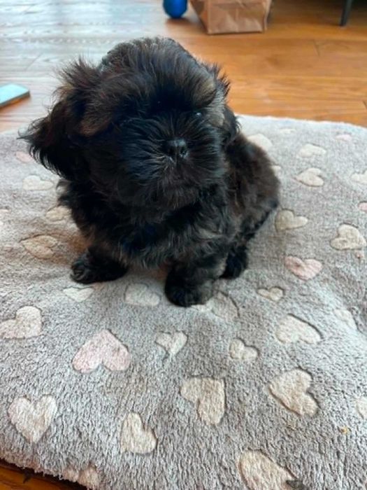 Pieski Shih tzu z rodowodem
