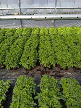 Rozsady warzyw - pomidor, papryka, ogórek, sałata,cebula, por, seler..