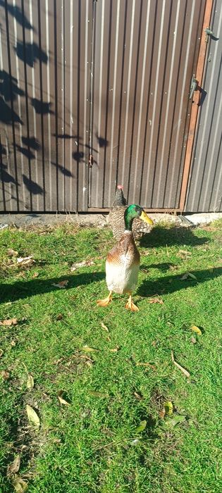 Sprzedam lub zamienię kaczory biegunów