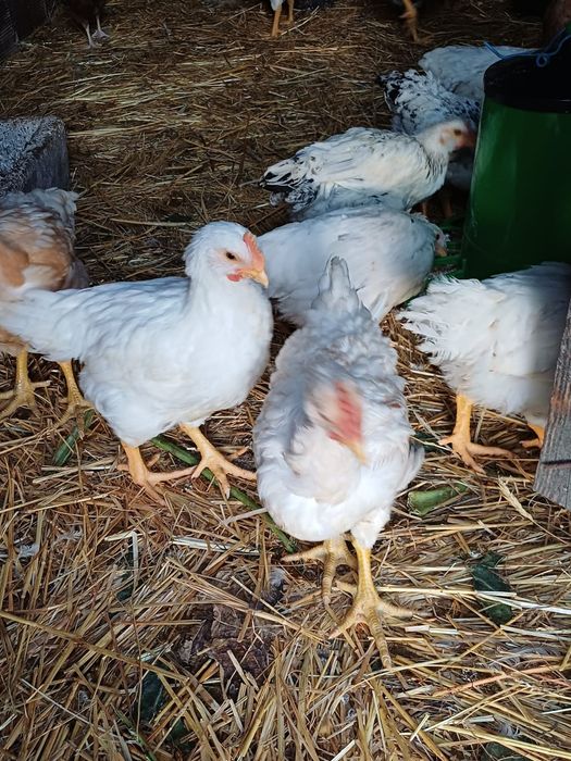 Galos/Frangos Novos do Campo
