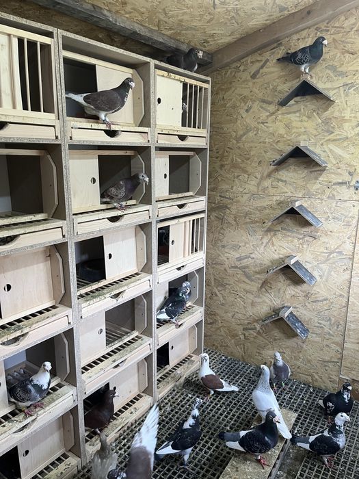 Gołębie staropolskie