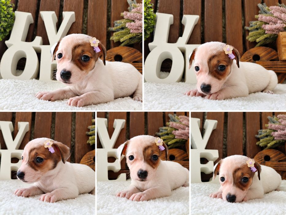 Jack Russel Terrier fêmea