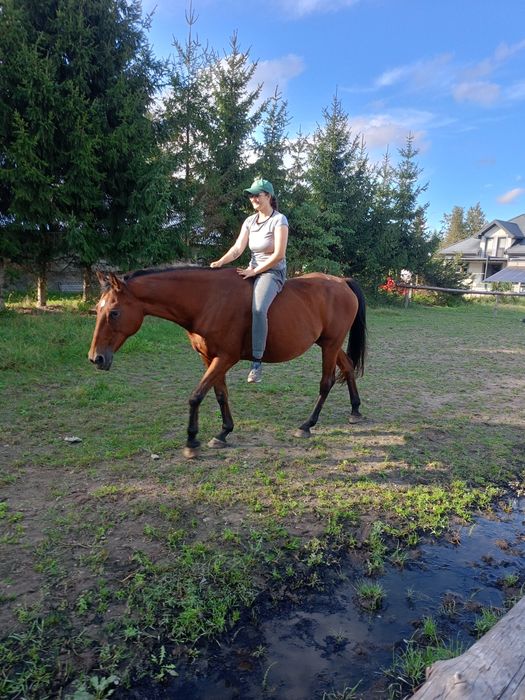 Sprzedam dwie klacze!