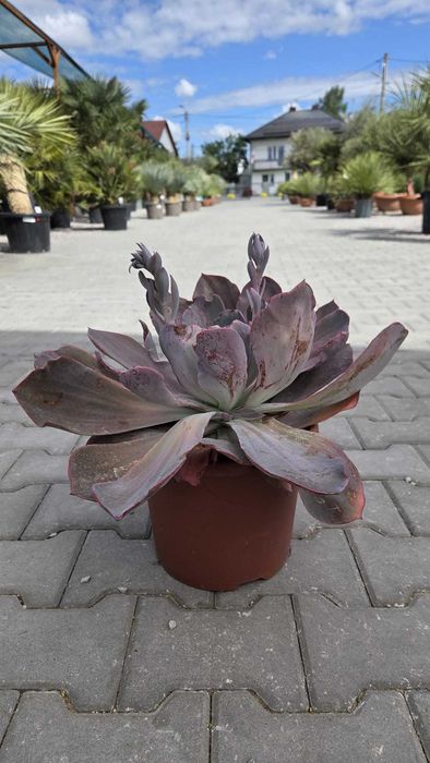 Sukulenty kolekcjonerskie | Echeveria, Crassula, Aeonium, Cotyledon | Egzotyczne rośliny
