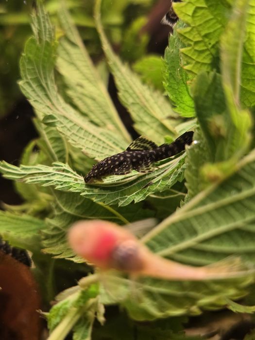 Zbrojnik pospolity - Ancistrus Sp. - glonojad