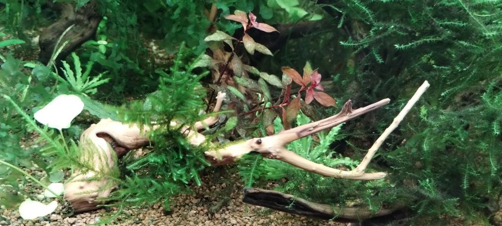 Korzeń do akwarium , itp