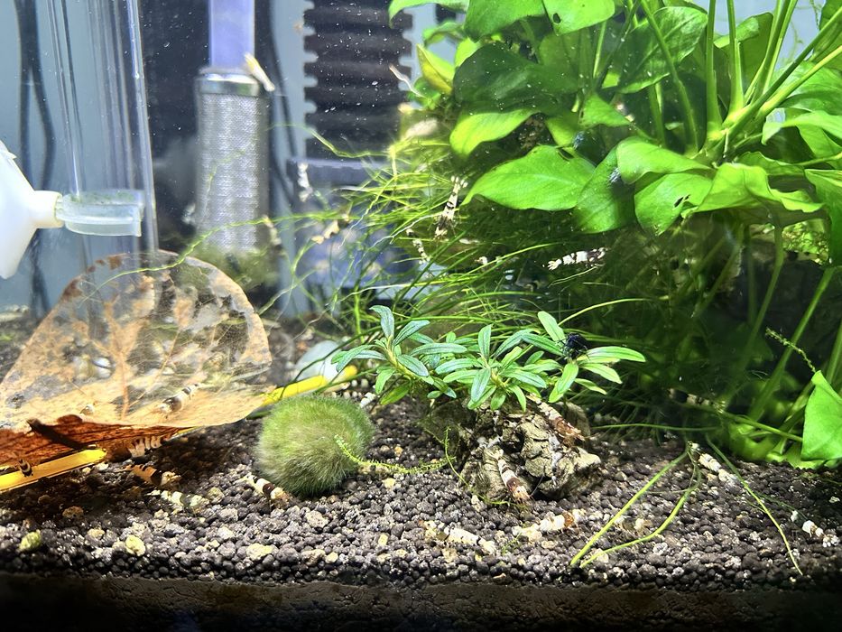 Krewetki caridina po selekcji Black Crystal