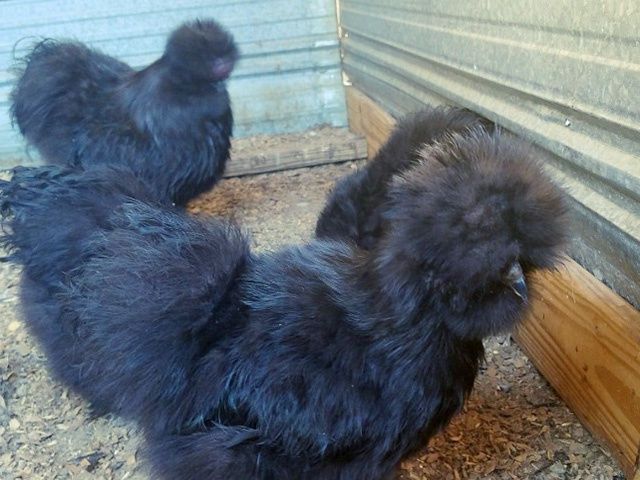 Яйце на інкубацію від пород.курей Китайські шовкові палева,спліш,чорна