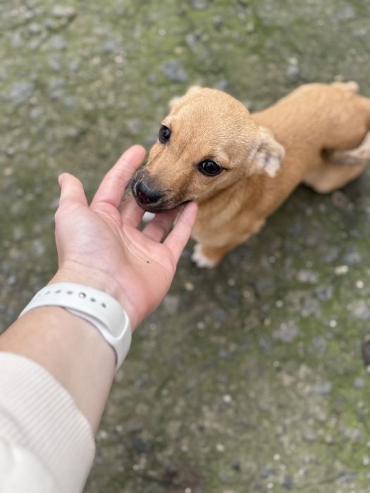 Собачки, 4 цуцика