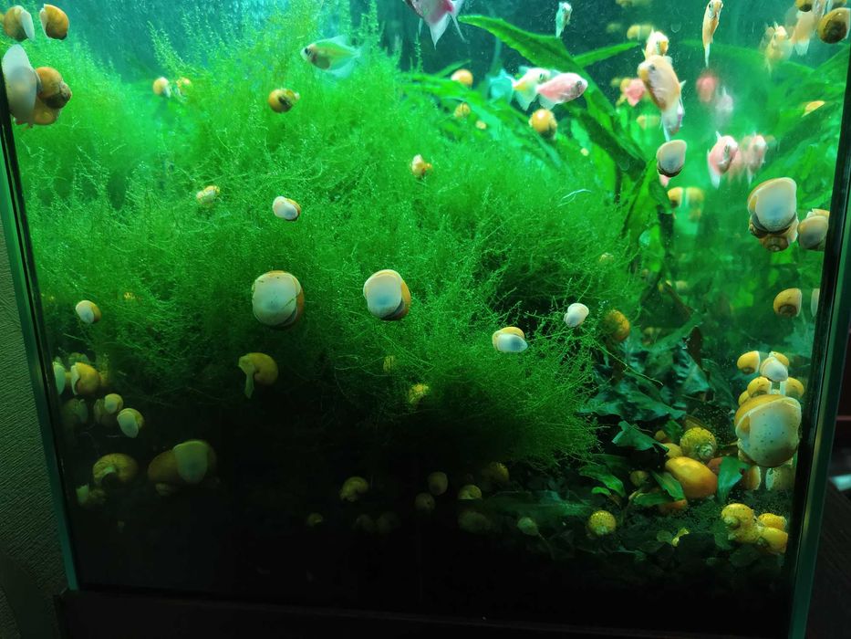 растения в аквариум (8 фото)