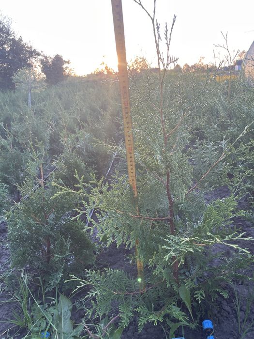 Туя Брабант 60-70 см., самшит,верба Хакуро Нішикі