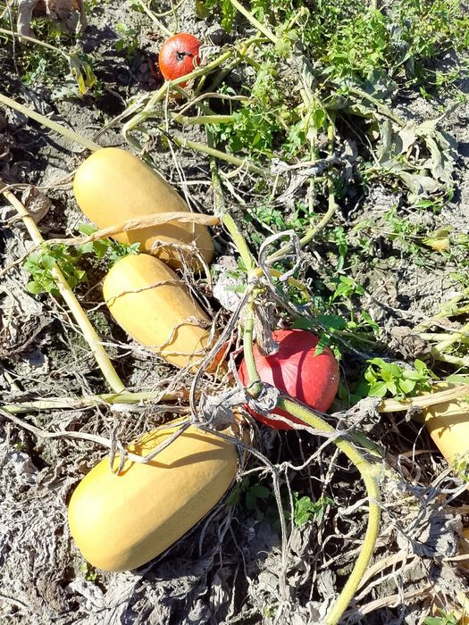 Dynia jadalna i ozdobna