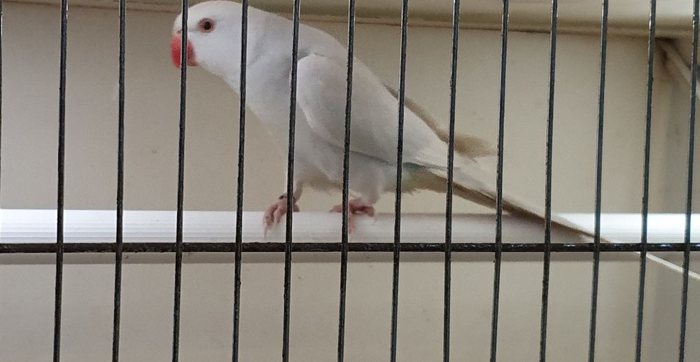 Lóris, Caturras , kakarikis entre outros ler anúncio completo