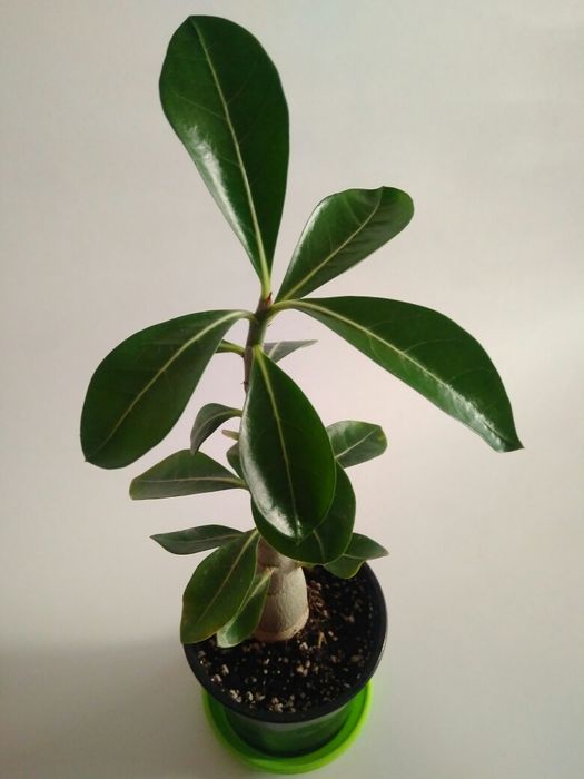 Семена адениума - розы пустыни