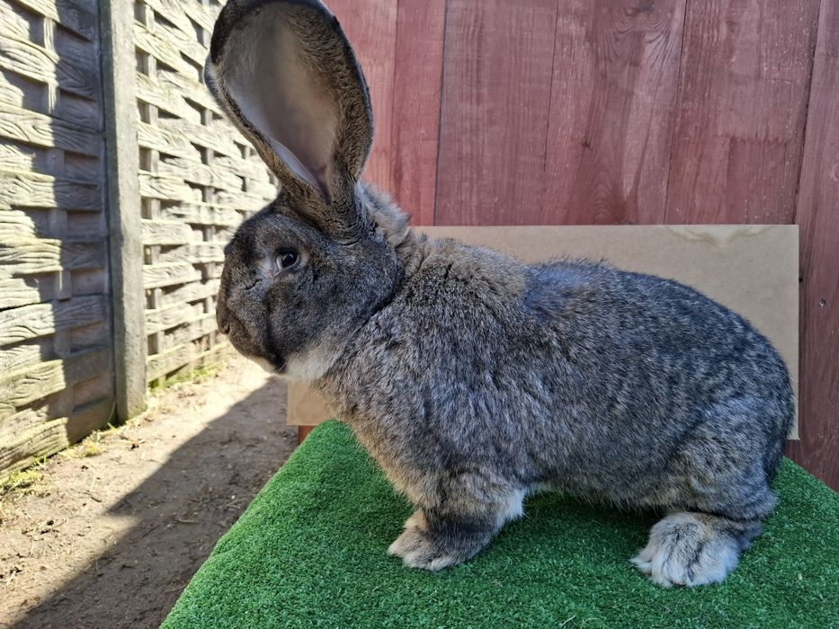 Olbrzym Belgijski samiec