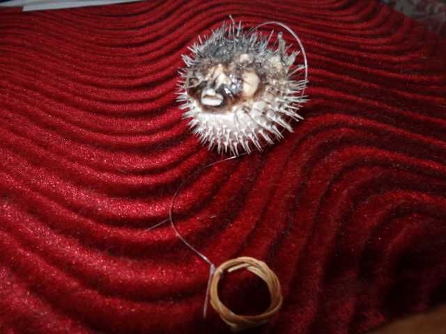 Морський їжак сувенір подарунок