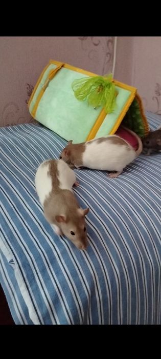 Пацючки дівчатка