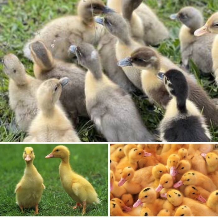 Продаю курчата,качки,гуси,індики