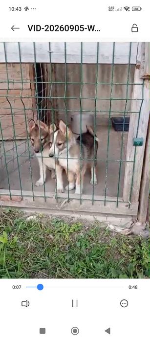 Щиннята Західно Сибірської Лайки