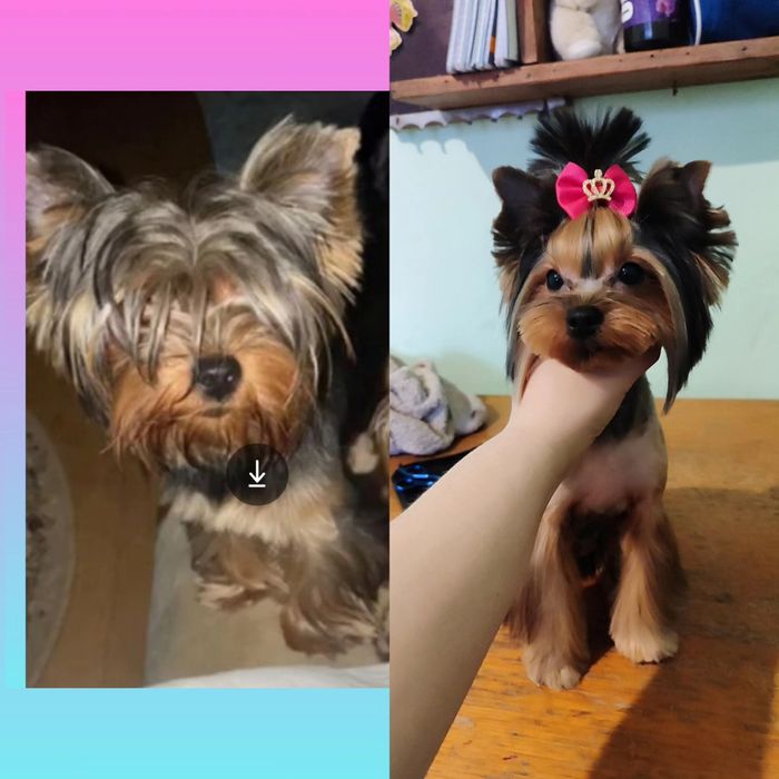 Груминг стрижка йоркширских терьеров 650грн