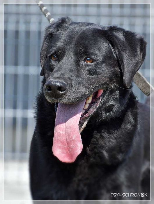 Max – wymarzony psiak w tupie labradora