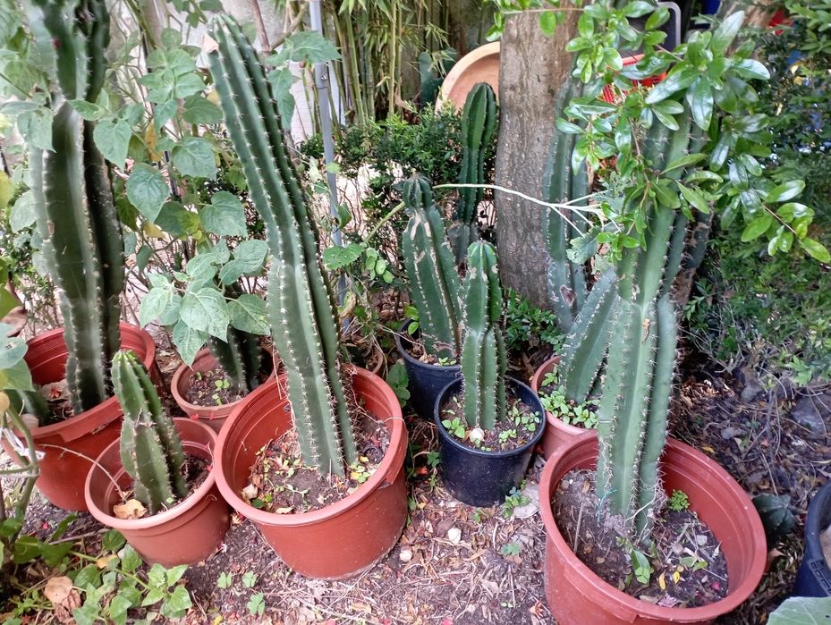 Catus grandes em vasos