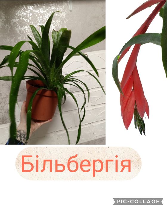 Філодендрон. Каланхое Magic Bells. Фікус. Шлюмбергера. Пеларгонія