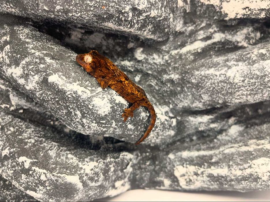 Gekon omszały gekony omszałe nie orzęsiony Koszalin