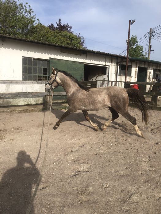 Macho Puro Sangue Arabe