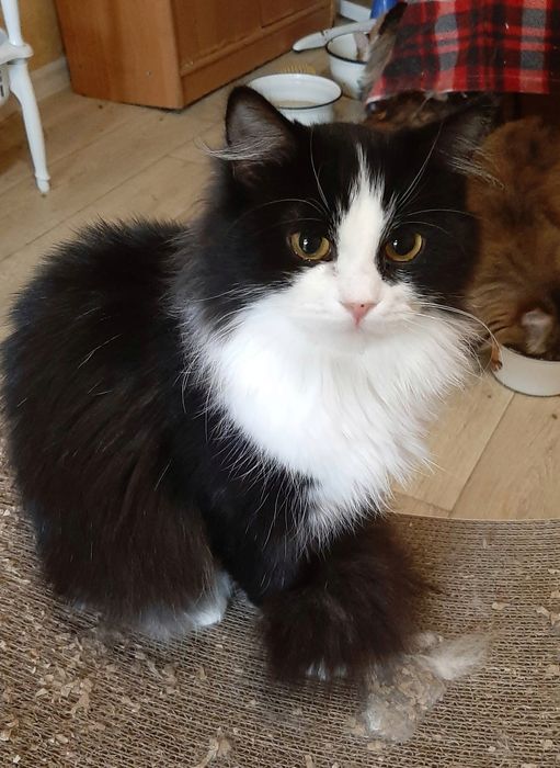 Кошечка в добрі руки!