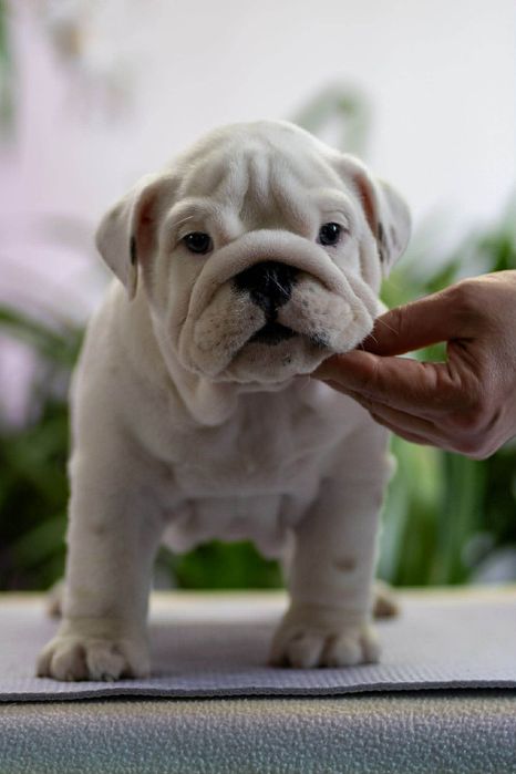 Бульдог англійський КСУ