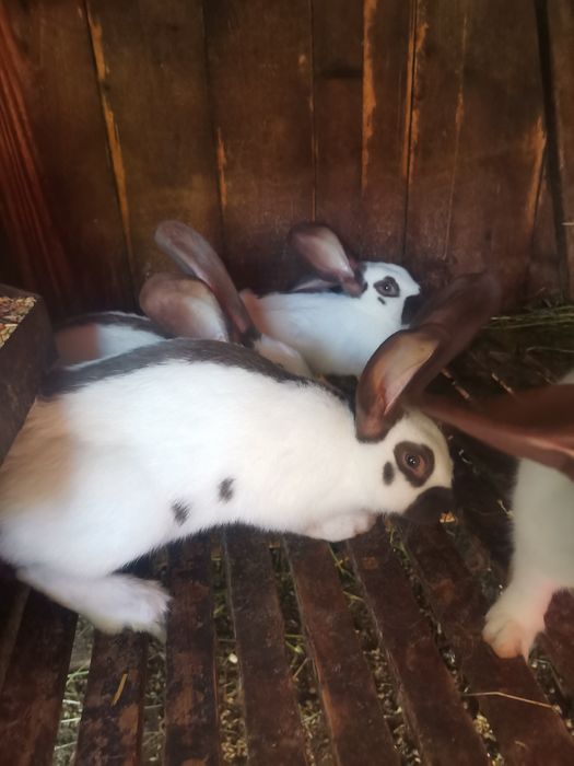 Кролі кролики строкач.