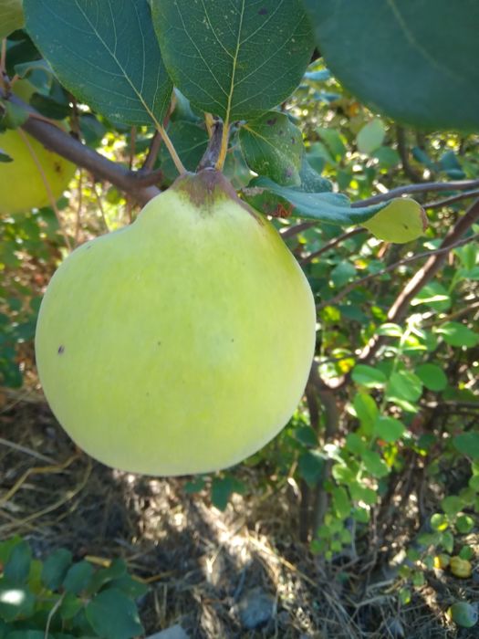 Marmelos biológicos