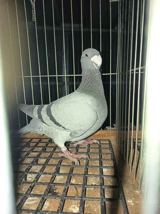 Witam mam do zaoferowania parę garbonosów  wystawowych