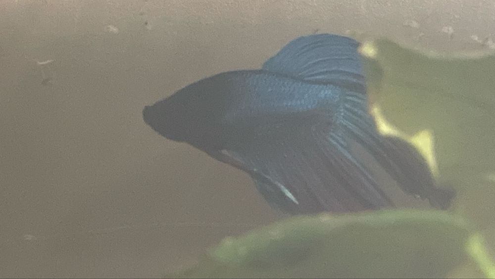 Риби пітушки betta