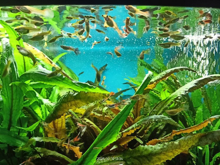 Ryby akwariowe - gupiki