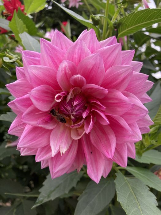 Жоржини георгіни квіти