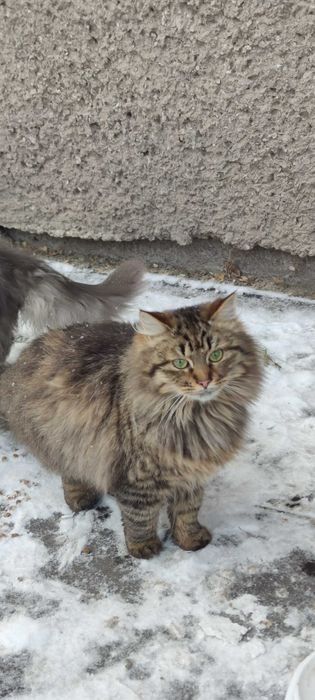 Кошенята в добрі руки