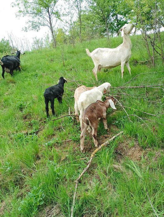 Англонубійські кози