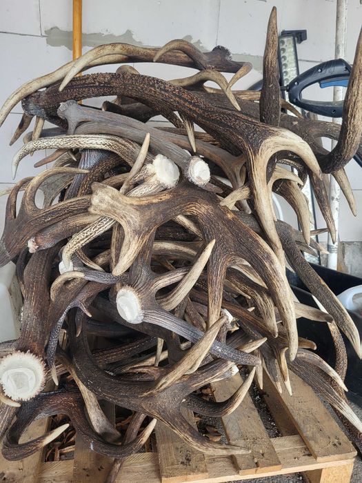 poroża jeleni szlachetnych