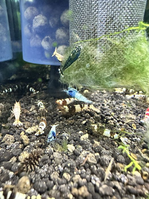 Krewetki caridina po selekcji Black Crystal