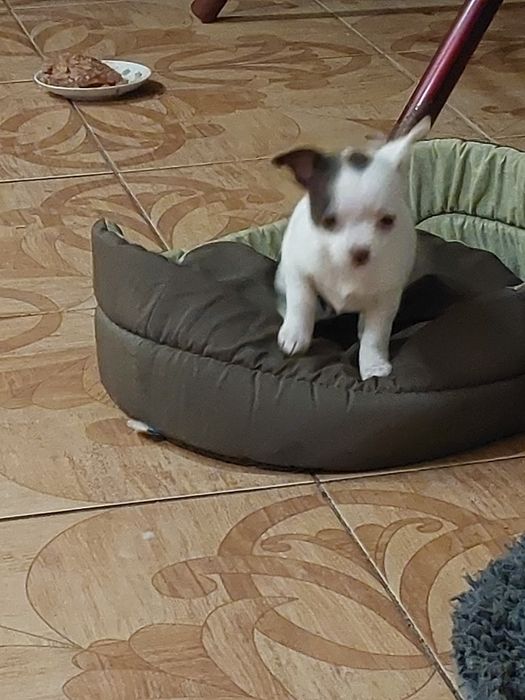 крошки  малышки чихуашки