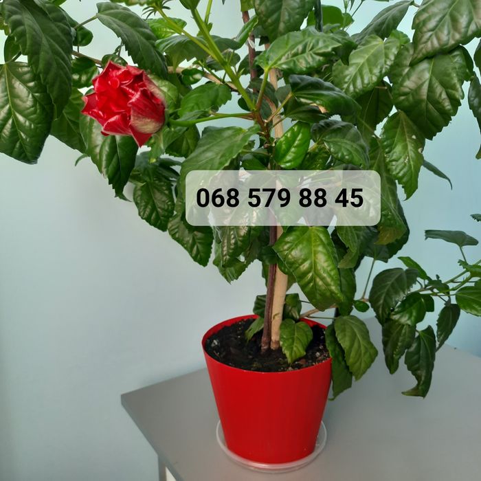 ГІБІСКУС червоний МАХРОВИЙ (кімнатна рослина), китайська роза червона