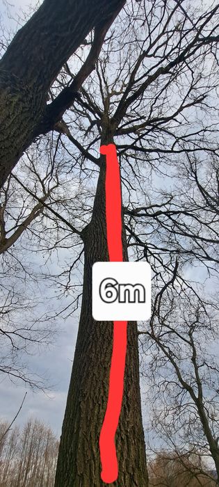 Dąb do ścięcia. Wysokość okolo 10m