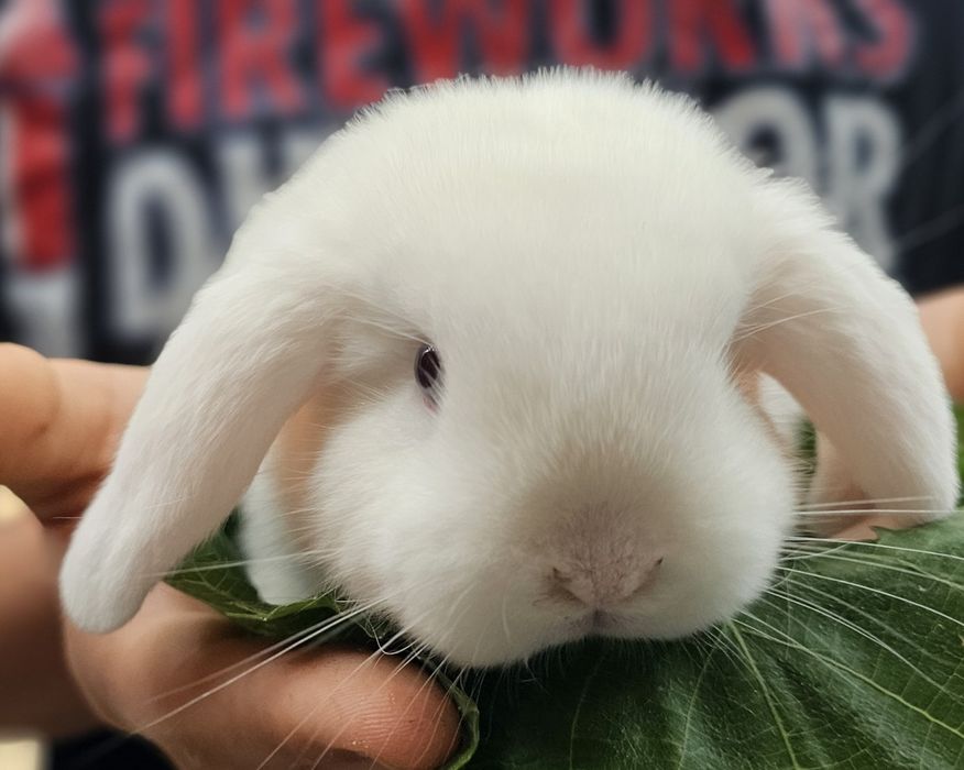 Coelhos anoes varias raças vacinados