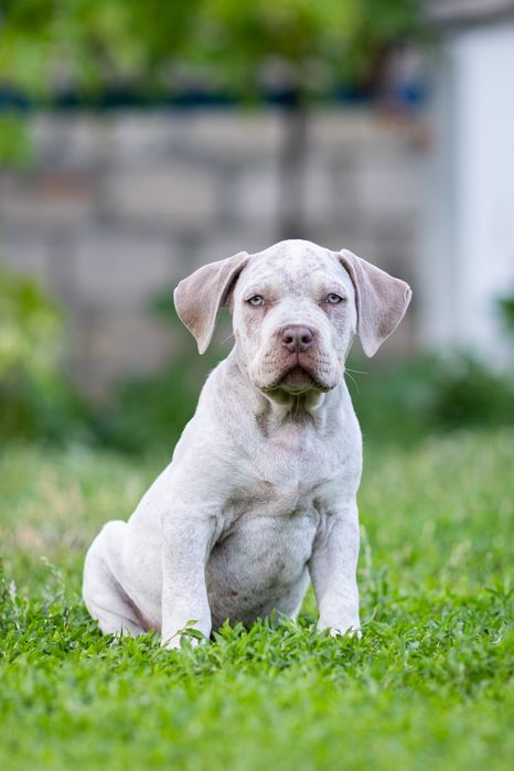 Американський Буллі хл