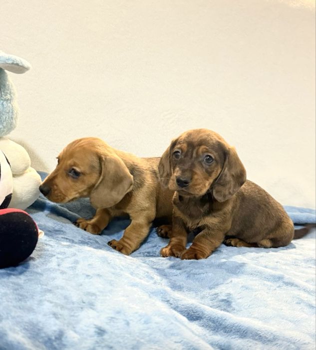 Teckel excelente menino