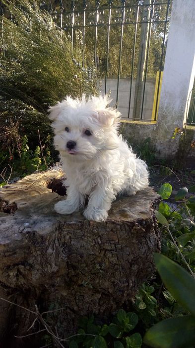 Linda  Bichon  Maltês miniatura Lop e afixo